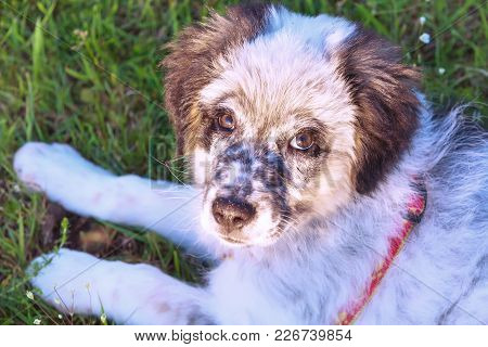 Cute White And Black Bulgarian Shepherd Dog Puppy In The Grass Closeup Portrait