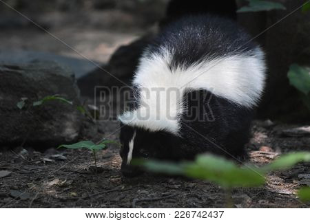 Wild Black And White Skunk In Nature.