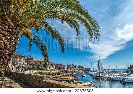 Palm Tree In Stintino Small Harbor, Sardinia