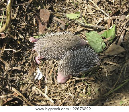 Hedgehog. The Prickly Mammal Is A Hedgehog