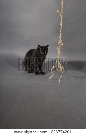 Black Cat On A Black Background Animal