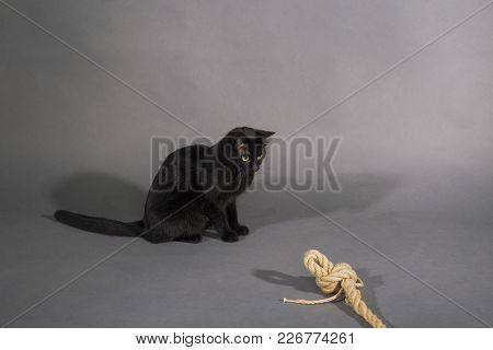 Black Cat On A Black Background Animal