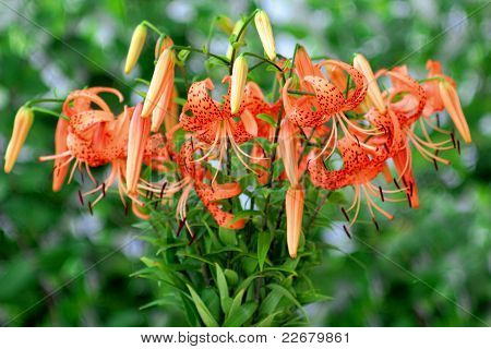 Tiger-liliom, Lat. Lilium Lancifolium