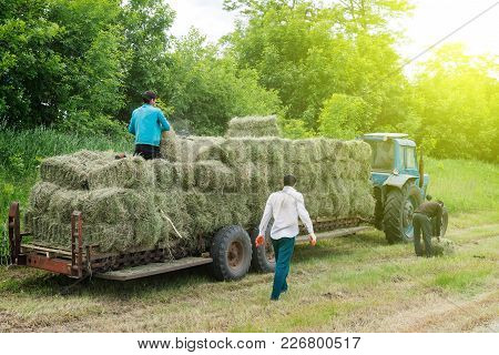 Tractor With Hay. The Tractor Carrying Hay. Bales Of Hay Stacked In The Cart.