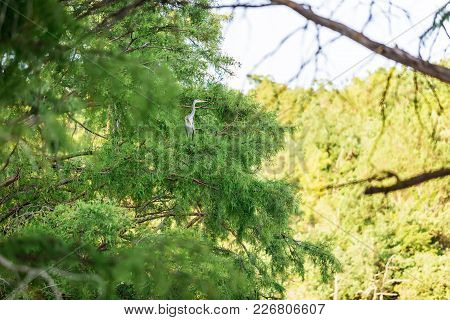Heron Bird On Tree. Wild Bird In Outdoor