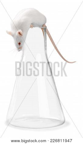 White Lab Laboratory Rat White Background Red Background