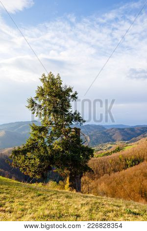 A Lonely Tree On Top Of A Hill