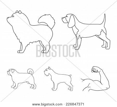 Chau Chau, Levawa, Schnauzer, Pug.dog Breeds Set Collection Icons In Outline Style Vector Symbol Sto