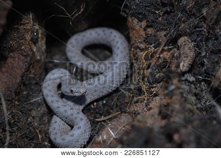 A Small Juvenile Twin-spotted Rattlesnake, As Viewed Between A Few Large Rocks.