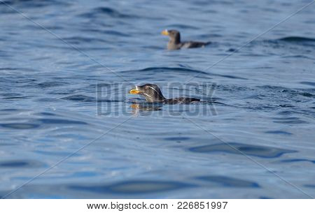 Rhinoceros Auklets Swimming In The Blue Waves Off Of Cape Sutil, Vancouver Island.