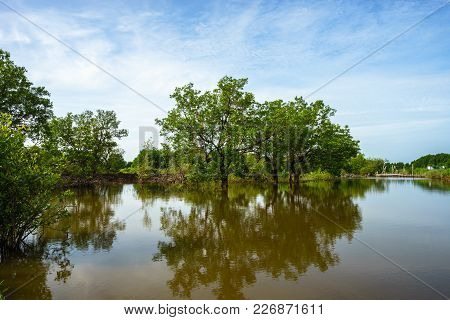 Mangrove Forest In Ca Mau Province, Mekong Delta, South Of Vietnam