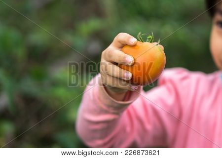 Little Girl Hands Holding Fresh Tomato On Farming Field Closeup