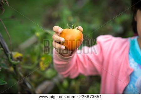 Little Girl Hands Holding Fresh Tomato On Farming Field Closeup