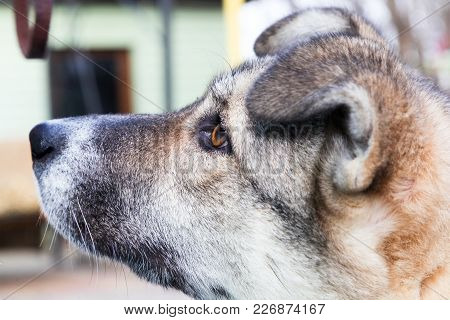 Head Of A Dog