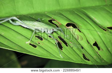 A Katydid With Long Antennae Rests On A Leaf At Night In Costa Rica.