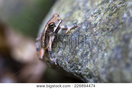 A Campbell's Rainforest Toad (bufo Campbelli Or Incilius Campbelli) Clinging To A Rock In Belize.