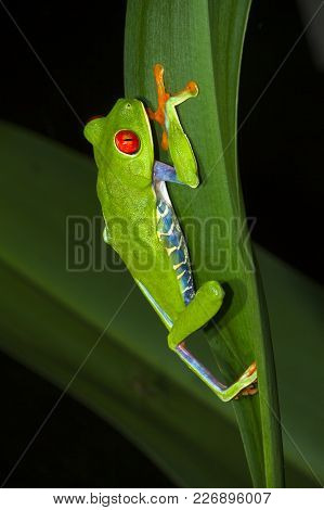 Red-eyed Treefrog (agalychnis Callidryas) Climbs A Large Blade Of Grass At Night In Tortuguero Natio