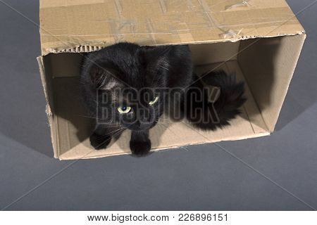 Black Cat On A Black Background Animal In A Box