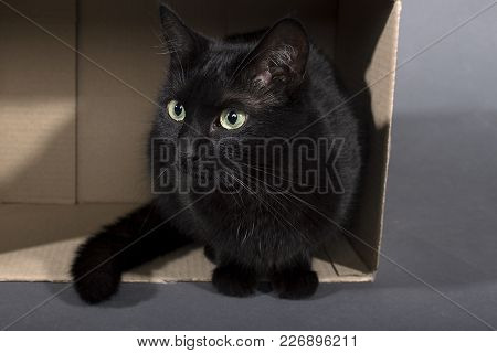 Black Cat On A Black Background Animal In A Box