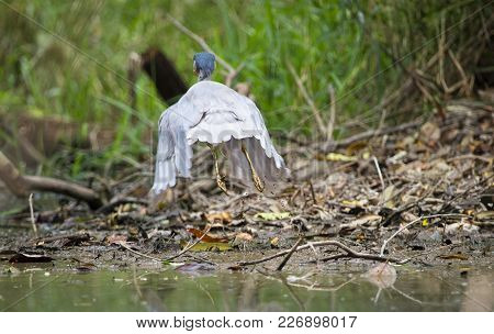A Boat-billed Heron (cochlearius Cochlearius) In Flight In Belize.