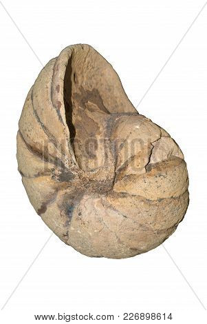 Isolated Petrified Shell Of An Extinct Cephalopod Mollusk Ammonite