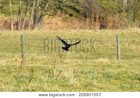 A Single Raven Flies Away From A Field In Front Of A Barbed Wire Fence.