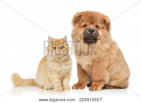 Cat And Dog Together