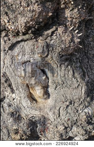 Twisted Greyish Brown Bark Of Ash Tree