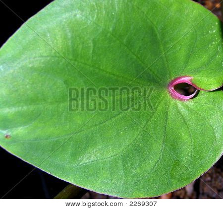 Ojo rojo