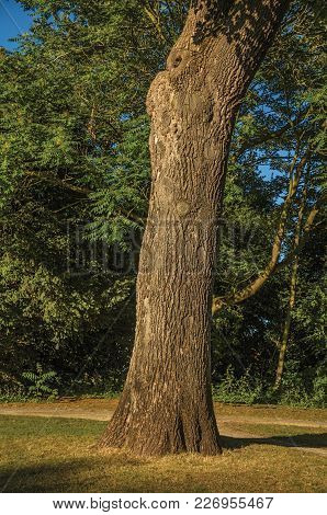Leafy Tree Trunk And Lawn In A Park At Sunset In Tielt. Charming And Quiet Village In The Countrysid
