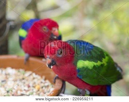 Two Close Up Exotic Colorful Red Blue Green Parrot Agapornis Parakeet Eating Feeding From Bowl Of Gr