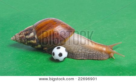 Caracol jogando futebol