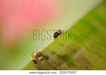 Hidding Mission Golden-eyed Tree Frog Behind Green Leaf. Natural Background. Frog Eye And Leg.