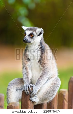 Portrait Of Ring-tailed Lemur, Native To Madagascar, With Long, Black And White Ringed Tail.