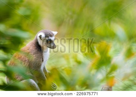 Portrait Of Ring-tailed Lemur, Native To Madagascar, With Long, Black And White Ringed Tail.