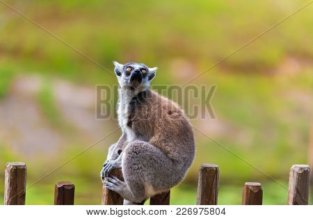 Portrait Of Ring-tailed Lemur, Native To Madagascar, With Long, Black And White Ringed Tail.