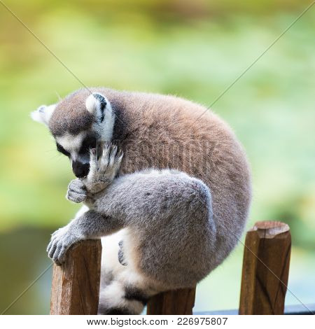 Portrait Of Ring-tailed Lemur, Native To Madagascar, With Long, Black And White Ringed Tail.