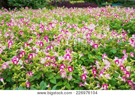 Colorful Wishbone Flower(torenia Fournieri Flower Seeds).  Beautiful Pink And Purple Flowers In Gard