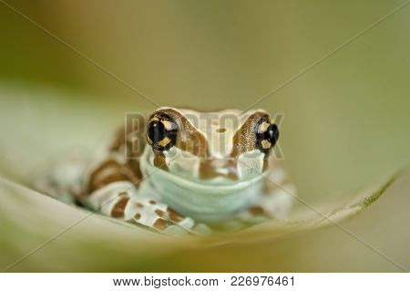 Amazon Milk Frog From Front View. Frog Sitting On Green Leaf.