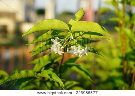 Close Up White Wrightia Religiosa Flower In Nature Garden