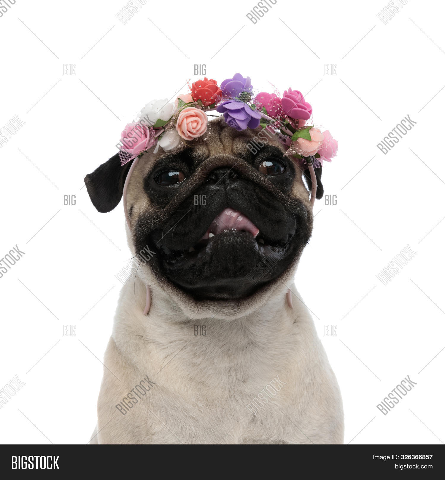 pug headband