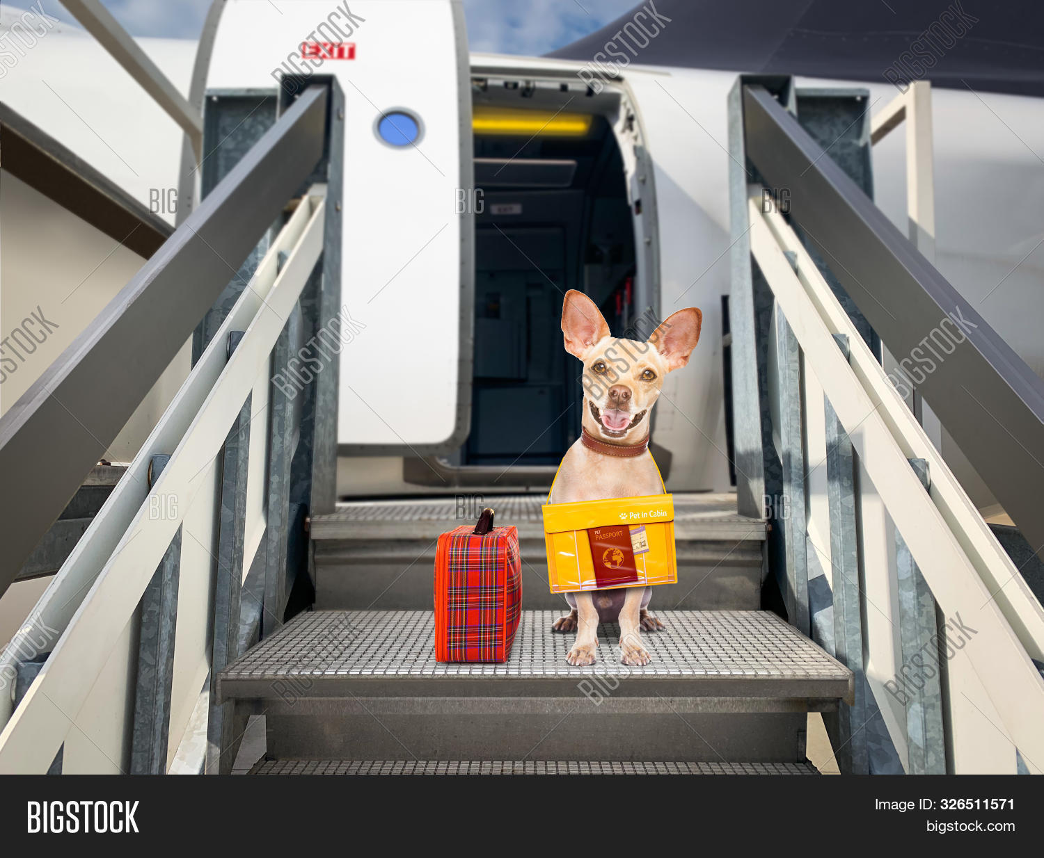 Chihuahua Dog Luggage Image & Photo (Free Trial) Bigstock