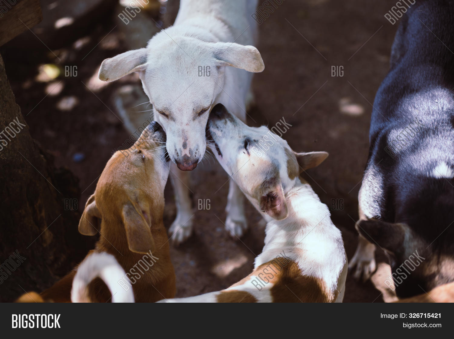 Stray Dogs, Life Image & Photo (Free Trial) Bigstock