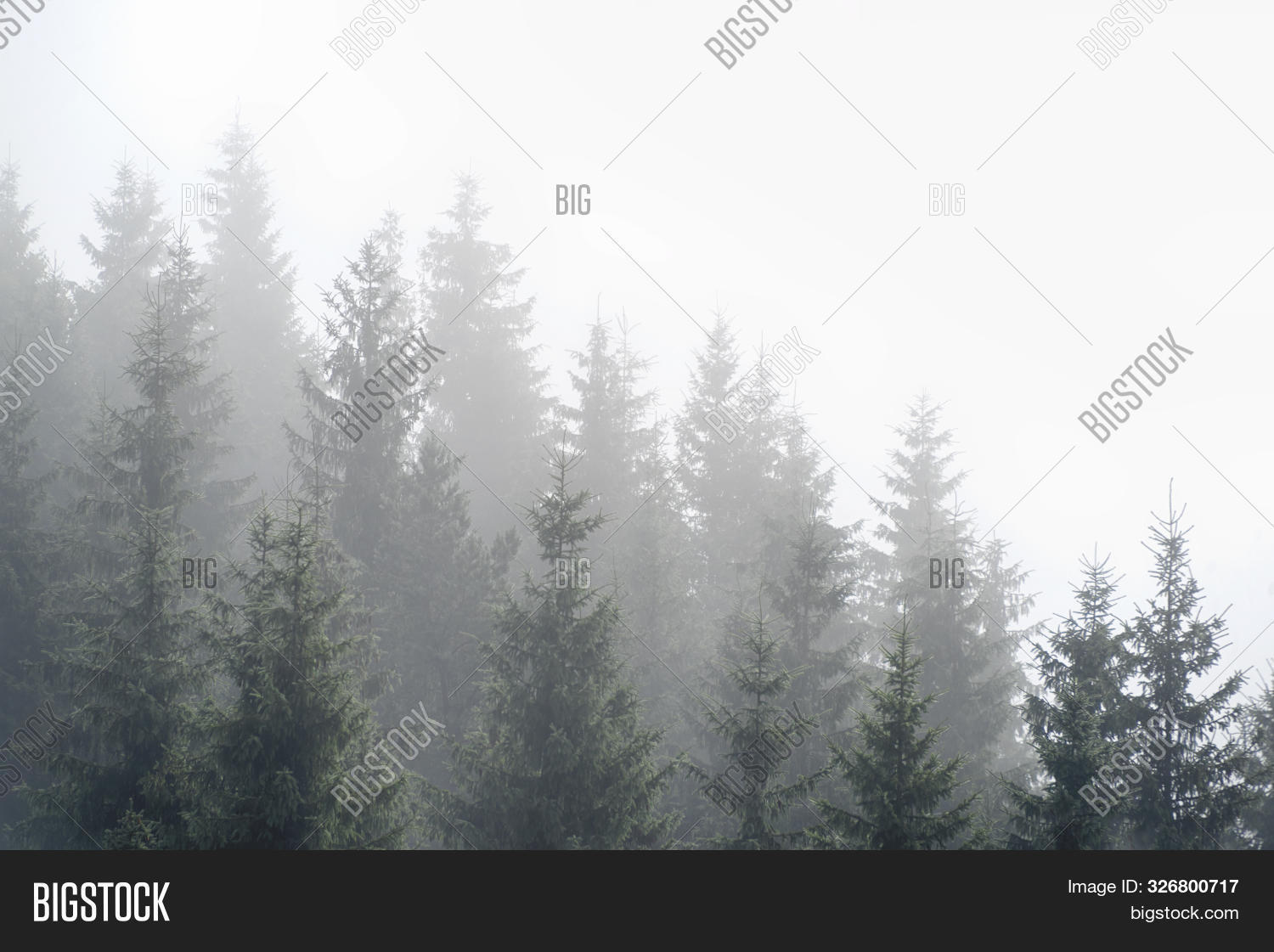 Misty Fog Pine Forest Image & Photo (Free Trial) | Bigstock