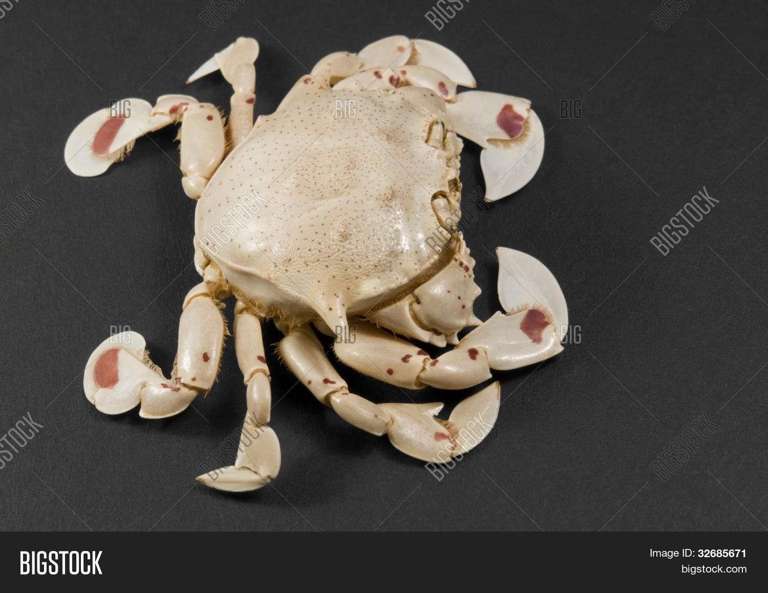 Moon Crab Isolated On Image & Photo (Free Trial) | Bigstock