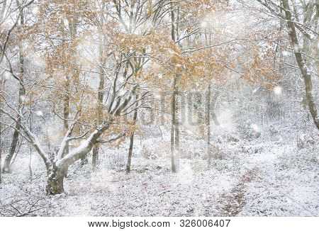 Beautiful Path Through Forest With  Snow On Ground And Autumn Color On Trees In Heavy Snow Storm