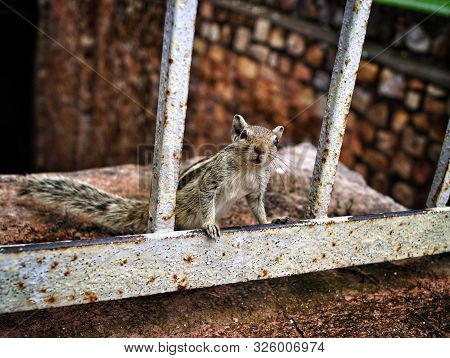 Cute Adorable Squirrel Posing For The Portrait