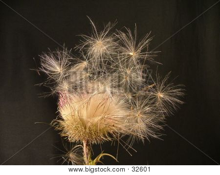 Un fiore di cardo