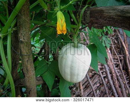 Butternut Pumpkin Or Butternut Squash Or Gramma Winter Squash On Branch In Local Garden At Summer Da