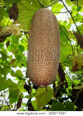 Large Brown Overripe Cucumber On Bush At Summer. Close Up Of One Overripe Cucumber On A Branch For G